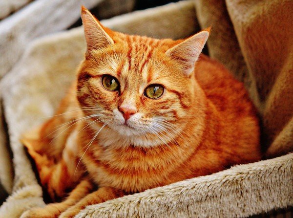 코로나19에 감염된 고양이가 인간에게 바이러스를 전파한 사례가 태국에서 처음으로 확인됐다. 사진=픽사베이