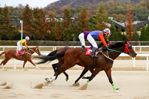 유독 약세였던 농림축산장관배에서 서울 3세마들이 성과를 거둘 수 있을지 관심이 집중되고 있다. 사진=한국마사회 제공