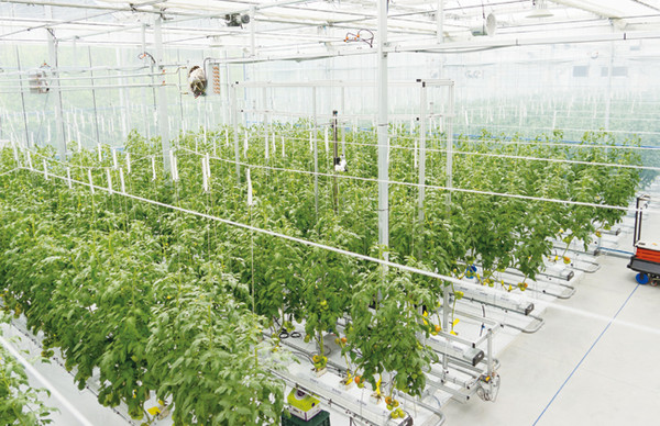 LG CNS는 전라남도 나주에 스마트팜을 조성하고 스마트팜 산업 분야를 선도하겠다고 19일 밝혔다. 사진=한국과학기술연구원 제공