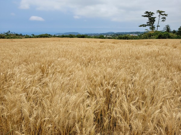 농림축산식품부가 국산밀의 안정적 생산·공급을 유도하고 소비기반을 확충하기 위해 국산밀 정부수매를 확대한다. 사진은 제주 국산 밀 생산단지. 사진=연합뉴스 제공