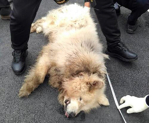 남양주에서 50대 여성을 물어 사망에 이르게 한 개 주인이 징역 1년을 선고받았다. 사진=연합뉴스