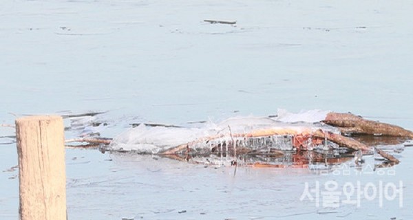 연일 한파가 지속되면서 한강의 결빙이 공식 확인됐다. 북극발 강추위는 오늘(26)도 지속될 전망으로 강한 바람까지 더해져 출근길 두터운 복장으로 방한에 신경써야 한다. 사진=서울와이어 DB