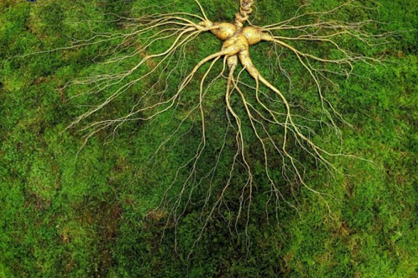 한국심마니협회는 이 산삼이 1300~1500년 전 백제와 통일신라시대에 나타난 산삼과 닮은 형태라고 결론내렸다. 사진=한국심마니협회 제공