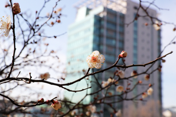 경북 포항시 남구 대잠동 포항시청 인근 야산에 매화나무 꽃이 활짝 피어 있다. 사진=연합뉴스