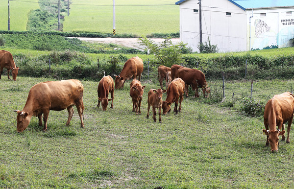 함평천지한우 (사진제공 = 함평군)