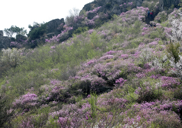 전남 여수 영취산에 진달래가 활짝 폈다. 사진=연합뉴스