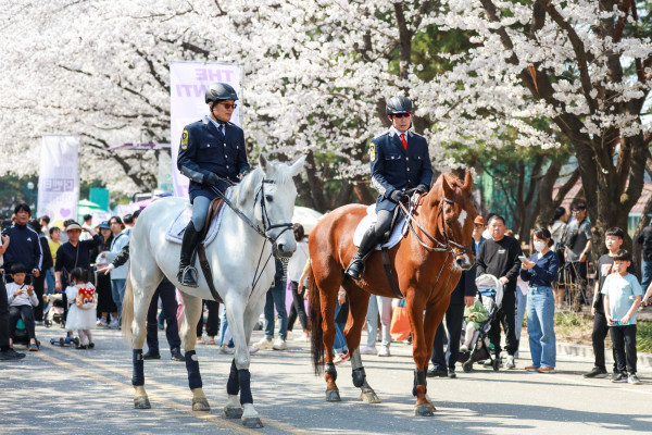 한국마사회가 야간 벚꽃축제를 4년 만에 개최한다. 사진=한국마사회 제공