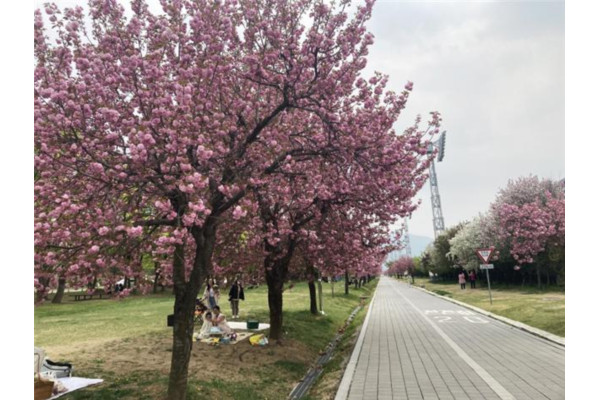 미사경졍공원이 새롭게 부각받는 봄 나들이 명소로 떠오르고 있다. 사진=경륜경정 제공