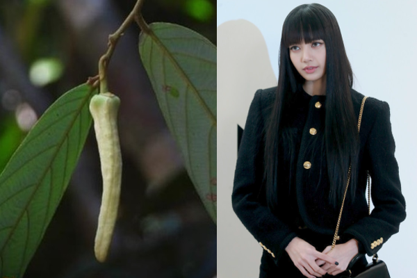 태국에서 발견된 신종 식물(왼쪽)과 블랙핑크 멤버 리사. 사진=방콕포스트, 서울와이어 DB