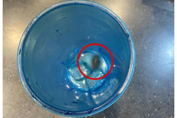 롯데리아의 한 매장에서 콜라 컵 안에 살아있는 바퀴벌레가 나오는 사건이 발생했다. 사진=연합뉴스 제공