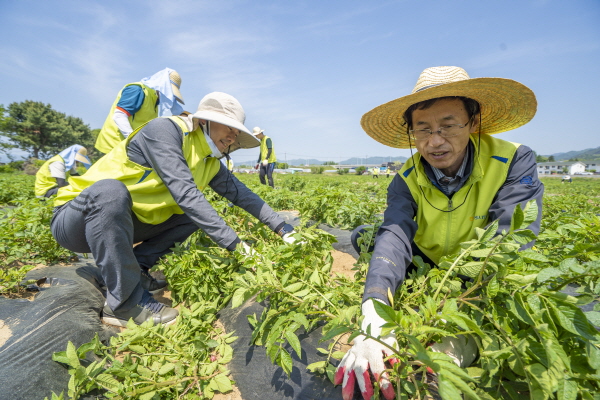 김익수 농협금융지주 부사장(오른쪽)이 11일 금융지주 봉사단, 신북농협 임직원 등 30여명이 함께 영농철 농촌 일손돕기를 실시했다. (사진=NH농협금융지주 제공)