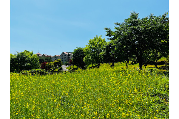 SM그룹 동강시스타는 최근 리조트 내 산책로에 유채꽃밭을 조성해 관광객을 끌어들이고 있다. 사진=SM그룹 제공