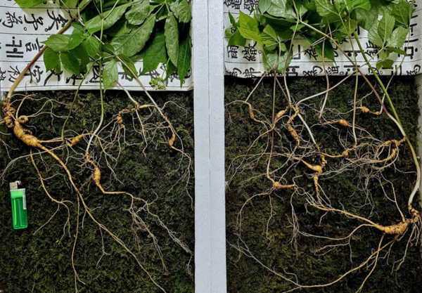 지리산 자락서 발견된 산삼들. 사진=연합뉴스