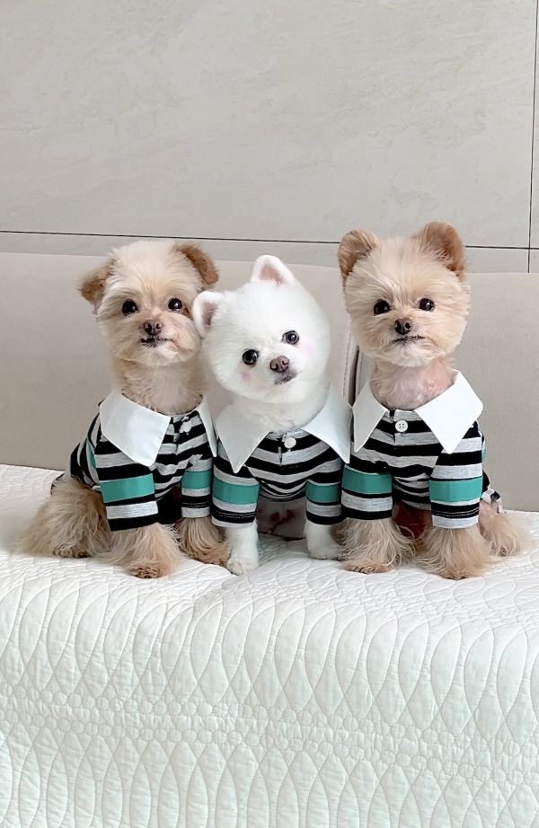 에어서울이 펫팸족들을 겨냥한 강아지 케이프와 옷을 신규 출시했다. 사진=에어서울 제공