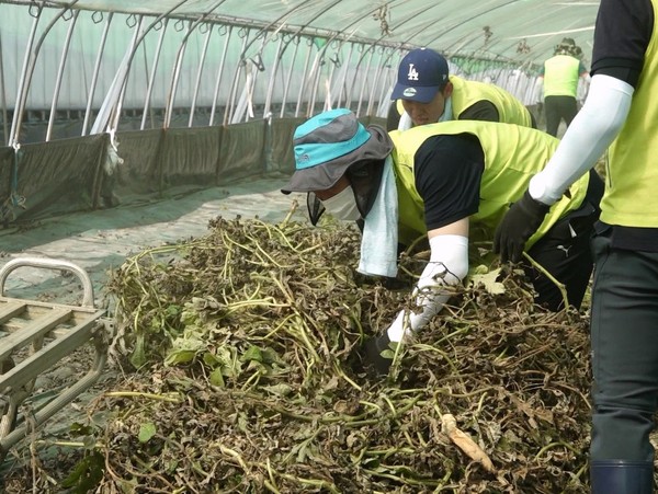 NH농협손해보험은 27일과 28일 양일에 걸쳐 충남 부여군과 충북 청주시 소재의 호우피해 지역을 찾아 수해복구 일손돕기를 실시했다고 31일 밝혔다. 헤아림봉사단이 충남 부여군 수박 농가에서 농작물 정리 작업을 하고 있다. (사진=NH농협손해보험)