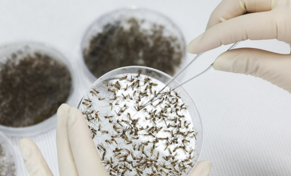 경기도보건환경연구원에서 연구원이 모기 분류작업 시연을 하고 있다. 사진=연합뉴스