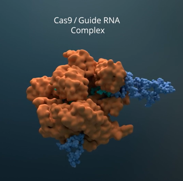 크리스퍼 테라퓨틱스 유전자 편집 소개 영상. 사진=크리스퍼 테라퓨틱스 홈페이지 캡처. 