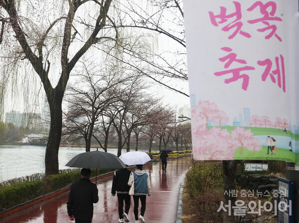 벚꽃 축제가 열리고 있는 서울 송파 석촌호수 일대에 벚꽃이 개화하지 않아 휑한 모습을 보이고 있다.