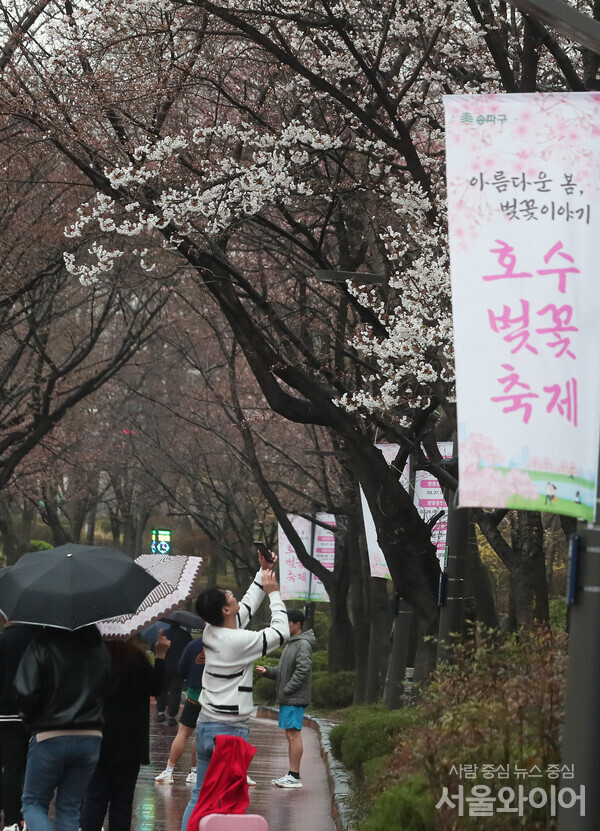 서울 송파구 잠실 석촌호수 일대를 찾은 시민이 벚꽃을 촬영하고 있다. 