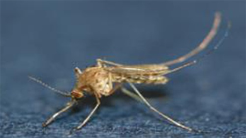 작은빨간집모기/질병관리청