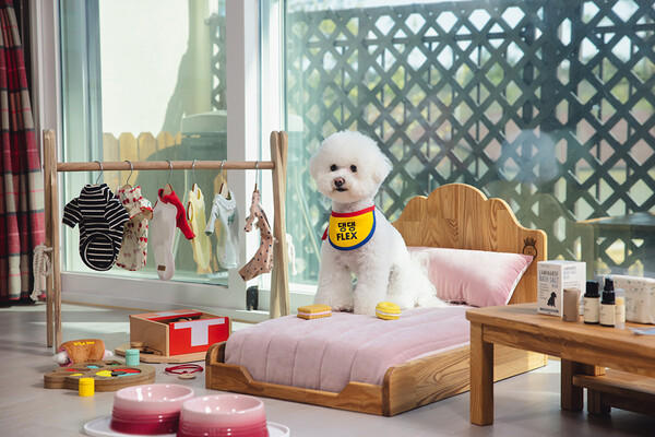 켄싱턴리조트 설악밸리의 펫 객실 대표 이미지. 사진=이랜드파크 제공