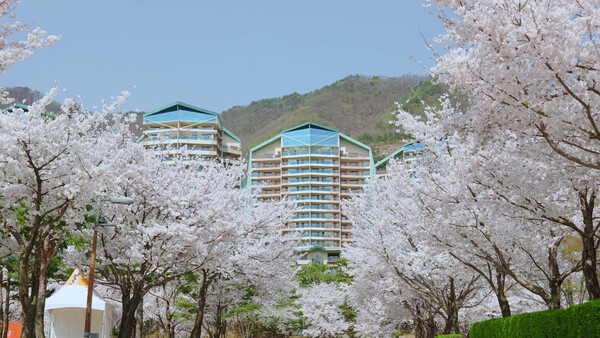 비발디파크 벚꽃단지. 사진=대명소노그룹 제공