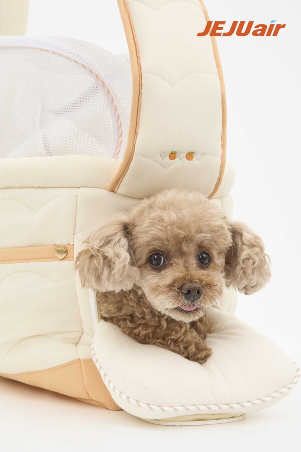 제주항공은 지난 1일부터 기내동반 탑승이 가능한 반려동물의 무게를 운송용기(케이지) 포함해 7kg에서 9kg로 올렸다. 사진=제주항공