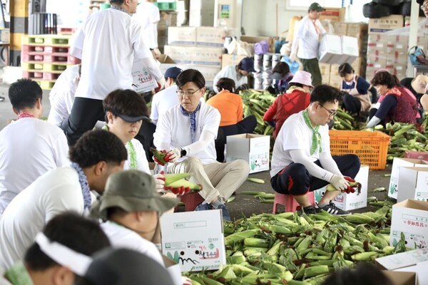 현대글로비스 임직원들이 지난 24일 '1사 1촌' 자매결연을 맺은 강원도 홍천군 자은2리에서 수확한 옥수수를 손질·포장하고 있다. 사진=현대글로비스