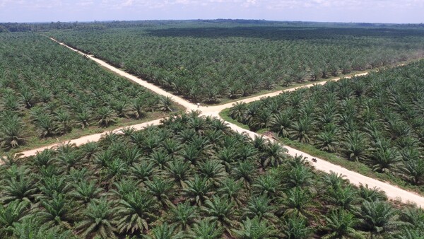 LX인터내셔널 인도네시아 팜(Palm) 농장 전경. 사진=LX인터내셔널.