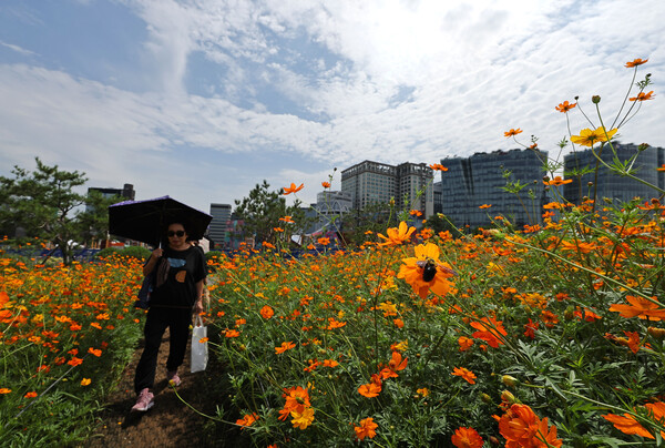 지난 8일 서울 종로구 열린송현 녹지광장에서 호박벌이 황화코스모스에 올라 꿀을 따먹고 있다. 사진=연합누스