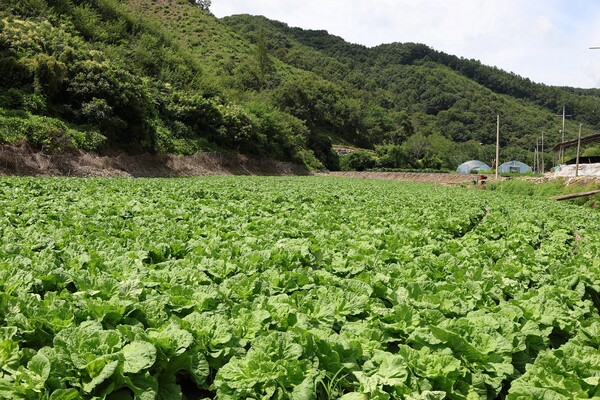 충북 괴산군에 위치한 CJ제일제당 그린로즈 시범 재배지 전경. 사진=CJ제일제당