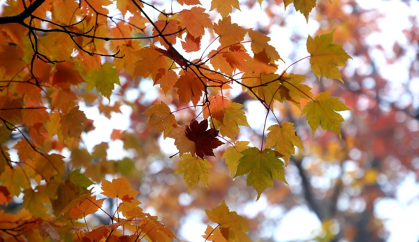 단풍으로 곱게 물들어 있는 강원 설악산국립공원 인근. 사진=연합뉴스