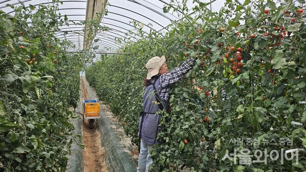 시설방울토마토(사진=경북도)