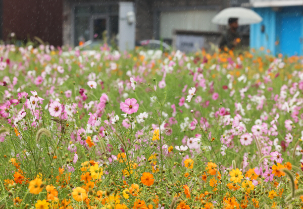 비가 내린 오전 제주시 노형동 코스모스밭 옆으로 우산을 든 시민이 지나가고 있다. 사진=연합뉴스