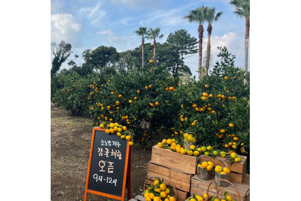소노캄 제주 감귤농장. 사진=대명소노그룹 제공
