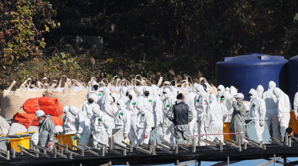 지난 16일 고병원성 조류인플루엔자 항원이 확인된 경기도 화성시 한 산란계 농장에서 관계자들이 살처분 준비작업을 하고 있다. 사진=연합뉴스