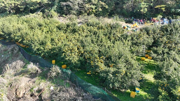 완도군 고금면의 유자 밭 전경 (사진제공=완도군)