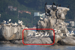 국립생태원, 멸종위기 Ⅰ급 '저어새' 번식지 환경개선 효과 확인 - 뉴스 썸네일 이미지